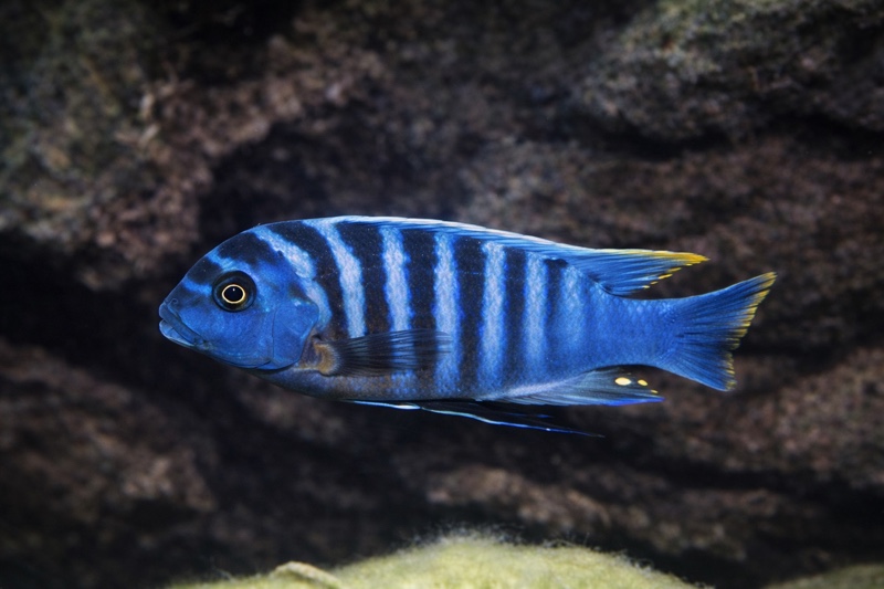 Maylandia zebra 'Thundu'